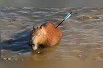 Recuperação do animal será acompanhada por biólogos.