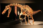 Fóssil de dinossauro do patrimônio paleontológico brasileiro estava fora há 30 anos
