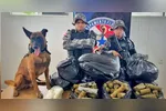 Drogas apreendidas localizadas com a ajuda do cão Jay-Z