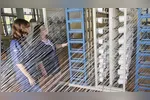 Conheça o projeto de R$ 25 milhões que visa modernizar a produção de malva no Pará, beneficiando comunidades ribeirinhas e a indústria local.