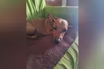 Pingo, um cão da raça Pinscher, de sete anos