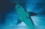 A pesquisa no RJ  levou cerca de três anos entre a coleta dos animais, as análises laboratoriais e a interpretação dos dados.