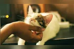 Entre os donos de gatos surgiu um resultado que chamou a atenção dos pesquisadores.