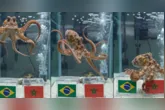 A previsão de um polvo contra a Seleção Brasileira provocou uma enxurrada de reações de torcedores nas redes sociais.