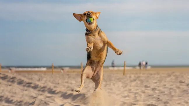 Descubra como garantir a segurança e o bem-estar dos seus pets na praia com dicas de especialistas. Cuidados essenciais para férias tranquilas!