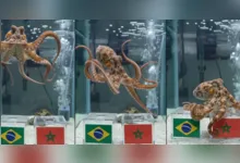 A previsão de um polvo contra a Seleção Brasileira provocou uma enxurrada de reações de torcedores nas redes sociais.