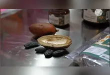 Imagem ilustrativa da notícia Bioeconomia da Amazônia é destaque no novo episódio do DOLCast
