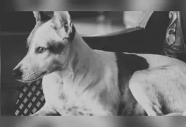 Animal que havia sido resgatado por associação de proteção não resistiu aos ferimentos; caso gerou revolta e mobilização de moradores.