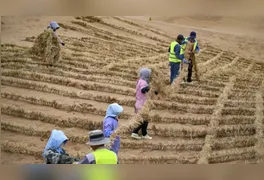 Método estabiliza dunas, reduz força do vento e retém umidade para permitir o avanço da vegetação.
