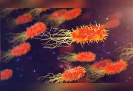 Pesquisa aponta semelhança genética em cepas da Acinetobacter baumannii encontradas em cães, gatos e humanos.