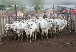 Iniciativa obrigatória de defesa sanitária animal tem início no dia 25 de maio e passará pelos municípios de Novo Repartimento, Tucuruí e Pacajá.