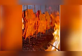 Labaredas e tradição: fileiras de costelões são assadas lentamente desde a madrugada em Cascavel.