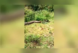 Registro mostra animal de seis metros camuflando-se na vegetação de igarapé.