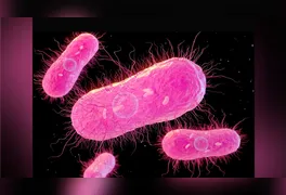 Pesquisadores analisam amostras em laboratório para identificar cepas da bactéria salmonella resistentes a medicamentos tradicionais.