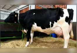 A vaca recordista chamou a atenção por sua conformação física impecável ainda em exposições antes de se tornar uma campeã torneio leiteiro