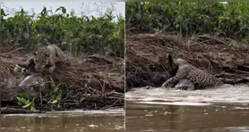 Onça conseguiu abocanhar o jacaré à beira do rio no Pantanal
