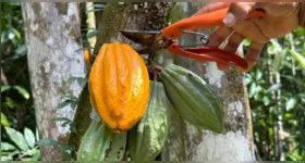 Cacau da várzea utilizado por mulheres ribeirinhas de Barcarena na produção artesanal de chocolate que impulsiona a economia local na Amazônia.