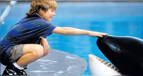 Free Willy conquistou o público ao contar a história da amizade de um garoto com uma orca