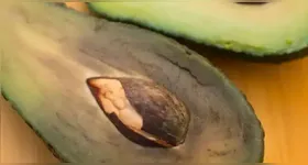 A casca do abacate pode ganhar diversas utilidades após o consumo da fruta.