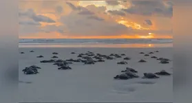 A Lepidochelys olivacea é considerada uma espécie ameaçada e utiliza as praias do Pará como área de reprodução.