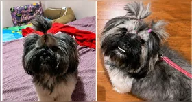 Qualquer informação pode ser fundamental para reencontrar a cachorrinha desaparecida.