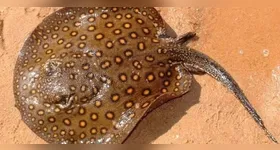 Arraias podem causar acidentes quando pisadas acidentalmente.