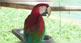Ave da fauna mantida no Mangal das Garças, espaço turístico e ambiental na capital paraense