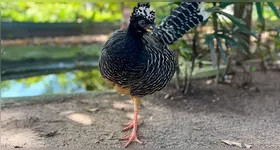 Mutum-de-penacho completa um ano em Mangal das Garças