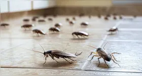Não deixe restos de comida exposto, mantenha lixeiras fechadas e limpe áreas que acumulam resíduos.