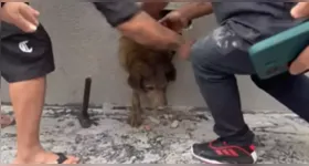 Pandora foi encontrada após moradores ouvirem choros vindos de dentro de uma parede em uma construção