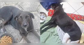 Instituições de proteção animal denunciam suposto abuso sexual a cadelas dentro de um condomínio em Ananindeua.