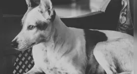 Animal que havia sido resgatado por associação de proteção não resistiu aos ferimentos; caso gerou revolta e mobilização de moradores.