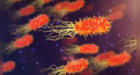 Pesquisa aponta semelhança genética em cepas da Acinetobacter baumannii encontradas em cães, gatos e humanos.