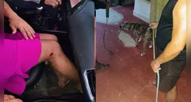Animal foi contido com intervenção dos policiais