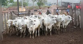 Iniciativa obrigatória de defesa sanitária animal tem início no dia 25 de maio e passará pelos municípios de Novo Repartimento, Tucuruí e Pacajá.