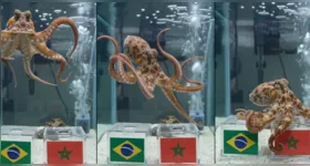 A previsão de um polvo contra a Seleção Brasileira provocou uma enxurrada de reações de torcedores nas redes sociais.