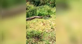 Registro mostra animal de seis metros camuflando-se na vegetação de igarapé.