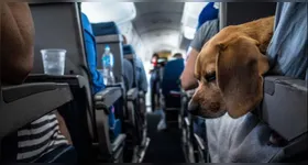 O foco principal é a padronização da documentação sanitária, além do combate a fraudes em certificados e ao tráfico ilegal de animais.