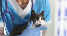 A ação disponibiliza 50 vagas para animais previamente cadastrados.