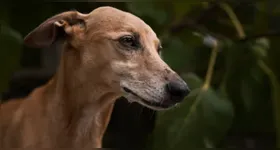 Os restos ósseos do cachorro estavam em um sítio arqueológico em Pinarbasi, na atual Turquia.