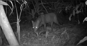 Estudo revela centenas de imagens do cachorro fantasma, destacando sua importância para a conservação da Amazônia.
