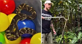 O médico veterinário Celso Gatti, especialista em animais silvestres e responsável pelo refúgio autorizado para fauna silvestre situado em Ribeirão Pires "Reserva RP" foi chamado para atender a ocorrência.