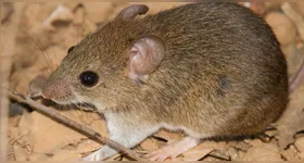 A transmissão para humanos acontece por contato com partículas presentes em urina, fezes e saliva de roedores infectados.