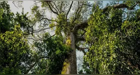 O Estado se posiciona como referência nacional em governança ambiental.