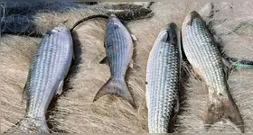 Com a suspensão em vigor, os barcos que ainda estão no mar têm prazo máximo de 24 horas para realizar o desembarque do pescado já capturado