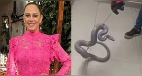 O caso de Silvia ilustra um risco real para quem mantém répteis em casa.