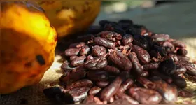 Especialistas reforçam que nova Lei nº 15.404/2026 impacta mais a indústria do que o chocolate artesanal.