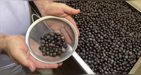 Participantes receberão uma capacitação teórica e prática sobre o processamento adequado do açaí.