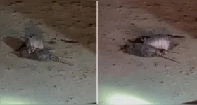 Registro chamou a atenção dos internautas pela tentativa de ajuda entre os animais.