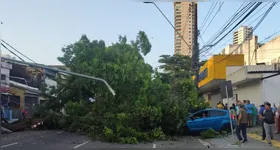 Corpo de Bombeiros realizou a retirada do vegetal e libirou a via.